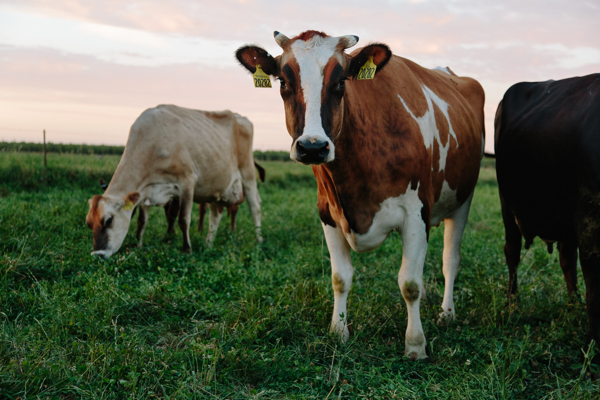 cows IMGL6823